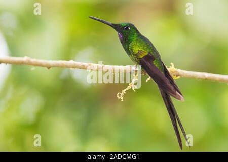 L'impératrice brillante - Heliodoxa imperatrix, couleur magnifique de l'ouest des pentes hummingbird andine de l'Amérique du Sud, l'Équateur, Amagusa. Banque D'Images