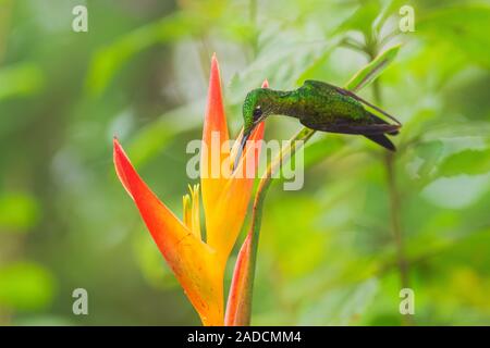 L'impératrice brillante - Heliodoxa imperatrix, couleur magnifique de l'ouest des pentes hummingbird andine de l'Amérique du Sud, l'Équateur, Amagusa. Banque D'Images