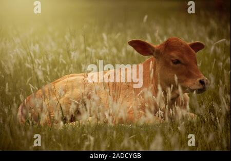 Belles vaches se trouvent au milieu de l'herbe Banque D'Images