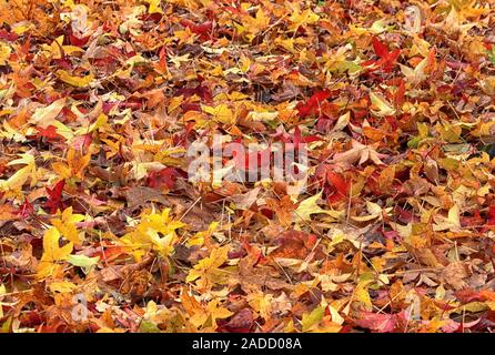 Un tapis de feuilles d'automne couleur d'or tombé sur un plancher de bois Banque D'Images