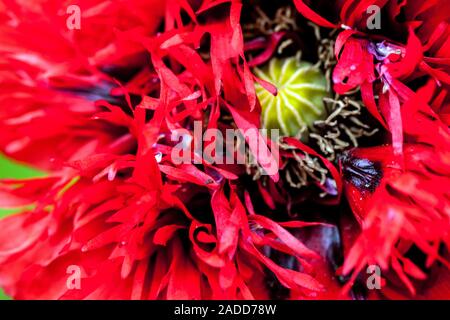 Paver rouge somniferum double framboise pavot à opium fleur de gros plan Banque D'Images