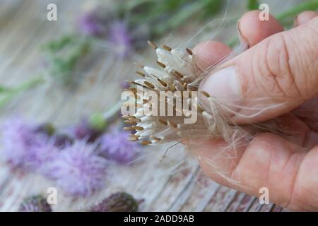 Acker-Kratzdistel Distel-Samen Distelsamen,,, Samen, Flugsamen Ackerkratzdistel Haaren, mit, Kratzdistel, Distel, Frucht, Haarfrucht Schirmf Früchte,, Banque D'Images