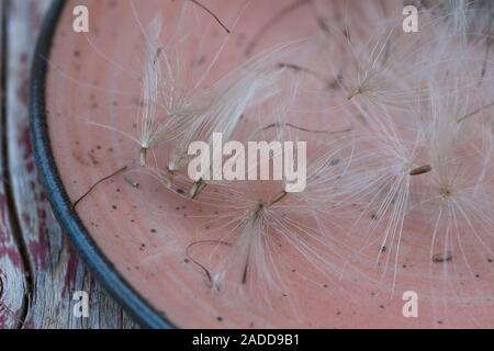 Acker-Kratzdistel Distel-Samen Distelsamen,,, Samen, Flugsamen Ackerkratzdistel Haaren, mit, Kratzdistel, Distel, Frucht, Haarfrucht Schirmf Früchte,, Banque D'Images