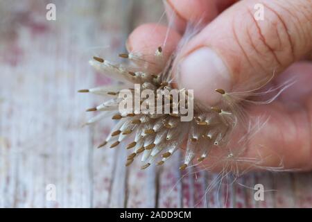 Acker-Kratzdistel Distel-Samen Distelsamen,,, Samen, Flugsamen Ackerkratzdistel Haaren, mit, Kratzdistel, Distel, Frucht, Haarfrucht Schirmf Früchte,, Banque D'Images