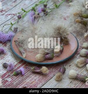 Acker-Kratzdistel Distel-Samen Distelsamen,,, Samen, Flugsamen Ackerkratzdistel Haaren, mit, Kratzdistel, Distel, Frucht, Haarfrucht Schirmf Früchte,, Banque D'Images