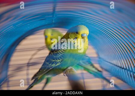 Les perruches . Ondulé Vert perroquet est assis dans une cage . Rosy Inséparable rosegorge parrot dans une cage oiseaux inséparables . . Perruche ondulée sur la cage. Perruche perruche dans Banque D'Images