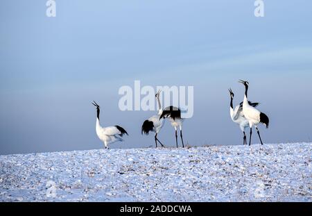 La Chine. 9Th Jul 2019. L'Anhui en Chine-grues à couronne rouge jouer librement sur un terrain gelé en Zhalong réserve naturelle nationale dans la province du nord-est de la Chine, le 1er décembre 2019. Crédit : SIPA Asie/ZUMA/Alamy Fil Live News Banque D'Images