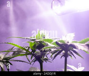 Culture de marijuana en intérieur sous éclairage artificiel. Le cannabis bud en croissance. Banque D'Images