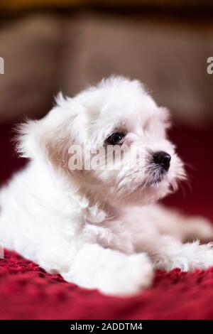 Petit mignon chiot maltais allongé sur le lit Banque D'Images