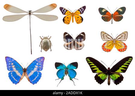 Une collection de papillons et de libellules et d'insectes avec fond blanc Banque D'Images