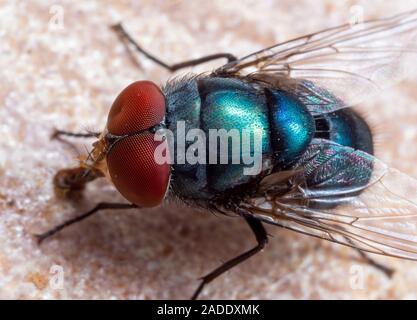 Photographie Macro de mouche bleue sur le sol Banque D'Images