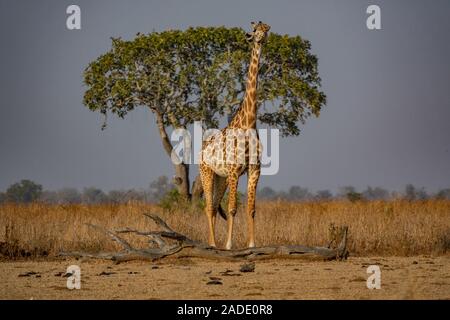 À la girafe au ciel avec l'arbre dans l'arrière-plan Banque D'Images