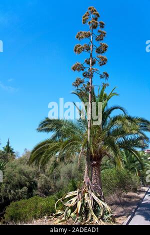 L'agave, plante, sentry maidenhair, maguey aloe ou American aloe (Agave americana), Cala Romantica, Porto Christo, Majorque, îles Baléares, Espagne Banque D'Images