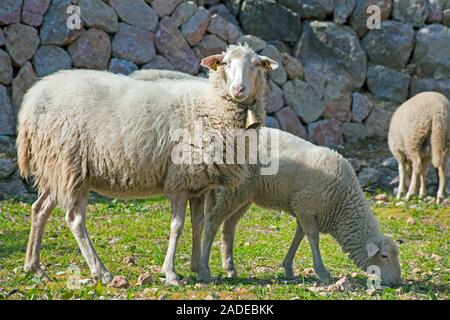 Moutons broutant dans un pré, le mouton domestique (Ovis orientalis bélier), Fornalutx, Serra de Tramuntana, à Majorque, îles Baléares, Espagne Banque D'Images