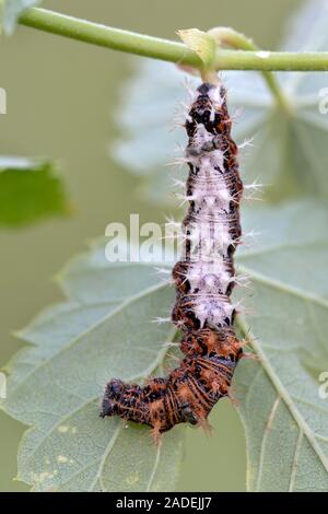 Virgule (Polygonia c-album), Caterpillar, Burgenland, Autriche Banque D'Images