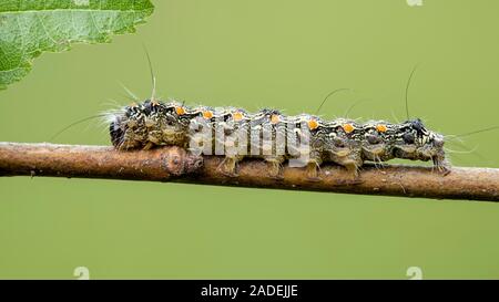 Four-spotted valet (Lithosia quadra), Caterpillar, Burgenland, Autriche Banque D'Images