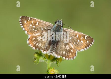 Oberthur's à skipper (Pyrgus armoricanus) siège avec open wings sur fleur jaune d'aigremoine (Agrimonia), Burgenland, Autriche Banque D'Images