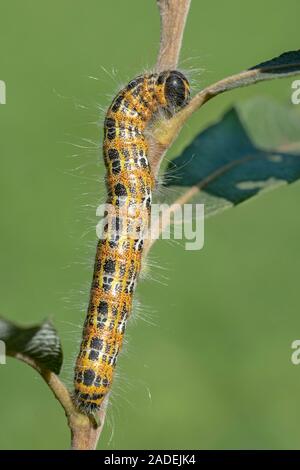 Buff-tip (Phalera bucephala), Caterpillar, Burgenland, Autriche Banque D'Images