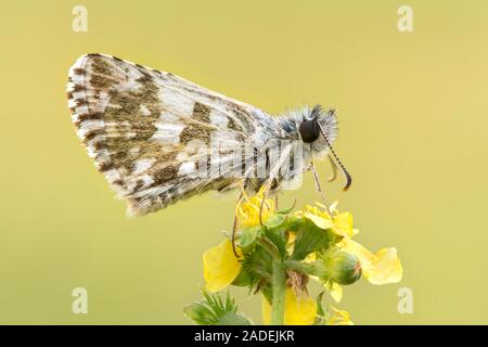 Oberthur's à skipper (Pyrgus armoricanus) siège avec les ailes fermées sur fleur jaune d'aigremoine (Agrimonia), Burgenland, Autriche Banque D'Images