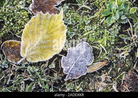 Les feuilles d'automne couverte de givre, Hesse, Allemagne Banque D'Images