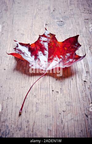feuille d'érable rouge tombée Banque D'Images