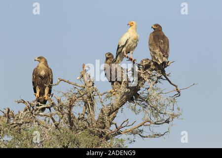 Les oiseaux de proie sur l'arbre Banque D'Images