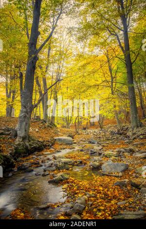 Belle forêt de hêtres en automne en Espagne, Randonnée Montseny Banque D'Images