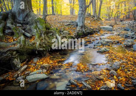 Belle forêt de hêtres en automne en Espagne, Randonnée Montseny Banque D'Images