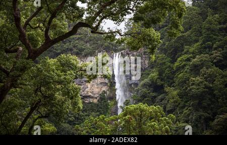 Tall waterfall sur falaise en forêt luxuriante Banque D'Images