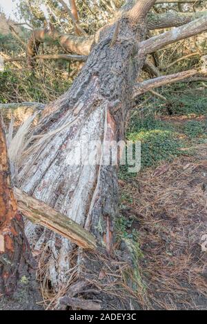 Résine de pin naturelle sur tronc de pin de Monterey endommagé tempête / Pinus radiata. La résine du Pin est inflammable et utilisée pour l'éclairage des feux de survie d'urgence Banque D'Images