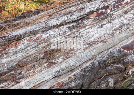 Résine de pin naturelle sur tronc de pin de Monterey endommagé tempête / Pinus radiata. La résine du Pin est inflammable et utilisé pour les feux de survie d'urgence Banque D'Images