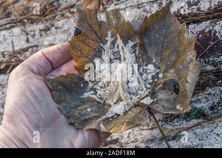 Résine de pin naturelle récoltée à partir de la tempête endommagé pin de Monterey / Pinus radiata. La résine est inflammable et utilisée pour l'éclairage des feux de survie d'urgence. Banque D'Images