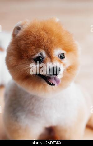 Portrait of Cute young fluffy fourrure cheveux chien Pomeranian avec mounth ouvrir et langue rose heureux face Banque D'Images