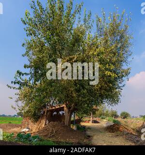 Grand arbre avec diffusion de la couronne verte à l'air libre dans la vallée sous ciel bleu au village traditionnel égyptien Banque D'Images