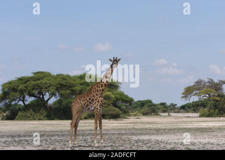 Une famille Masai Girafe (Giraffa camelopardalis) tippelskirchii se trouve dans un patch de sable entre les arbres verts. Sinya Wildlife Management Area, Tanzanie. Banque D'Images