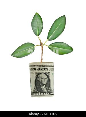 L'analyse de l'arbre de croissance dollar bill Banque D'Images