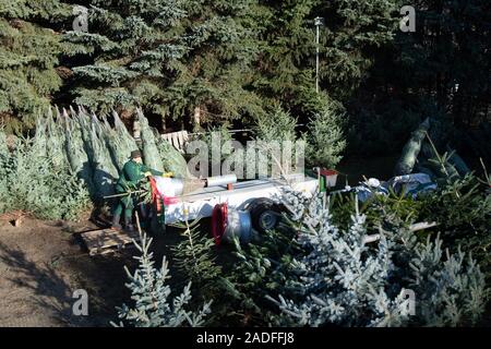 Kottmar, Allemagne. 08Th Nov, 2019. Uta Belger, ingénieur agricole, pousse un sapin de Nordmann dans un filet sur le sapin Belger ferme. L'arbre de Noël en Bavière La saison commence le 05 décembre. Credit : Sebastian Kahnert/dpa-Zentralbild/dpa/Alamy Live News Banque D'Images