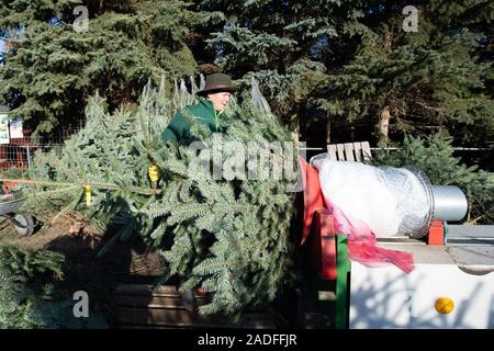 Kottmar, Allemagne. 08Th Nov, 2019. Uta Belger, ingénieur agricole, pousse un sapin de Nordmann dans un filet sur le sapin Belger ferme. L'arbre de Noël en Bavière La saison commence le 05 décembre. Credit : Sebastian Kahnert/dpa-Zentralbild/dpa/Alamy Live News Banque D'Images