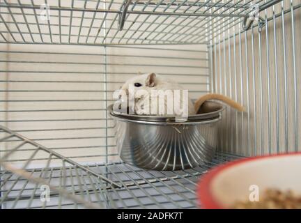 Hamster mignon peu grimpé dans son bol assis dans une cage, de l'humour Banque D'Images