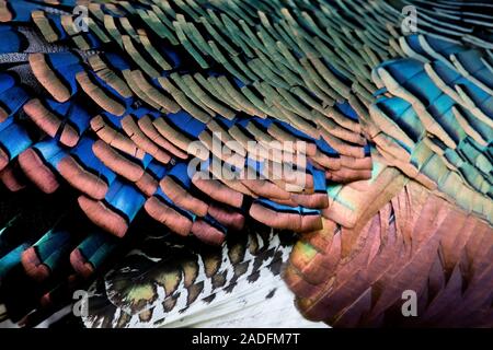 Détails de plumage d'un mâle Ocellated Turquie au Guatemala des forêts tropicales Banque D'Images