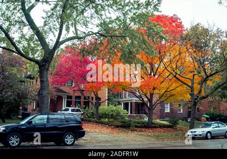Arbre généalogique avec feuillage automne orange dans Hyde Park, Chicago, Illinois, États-Unis Banque D'Images