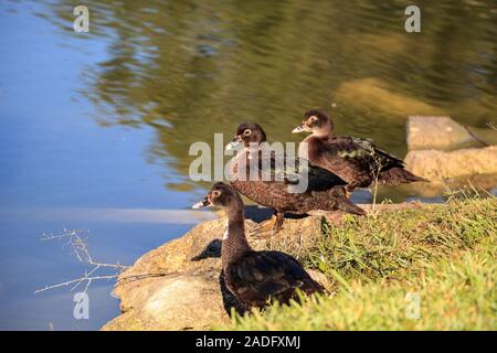 Canard de Barbarie juvénile Cairina moschata troupeau perchoirs à côté d'un étang dans la région de Naples, en Floride. Banque D'Images