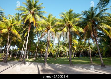 Johnny Cay sur le récif de l'île de San Andres, Colombie, Amérique du Sud Banque D'Images