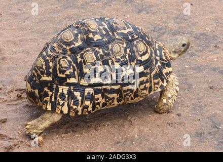 Une tortue Stigmochelys pardalis (Leopard) traverse une route de terre. Parc national de Serengeti, Tanzanie. Banque D'Images