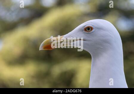 Grosse tête d'une mouette avec un arrière-plan flou vert. Banque D'Images