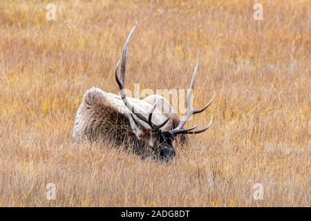 Cerfs wapiti dans leur habitat naturel au Canada Banque D'Images