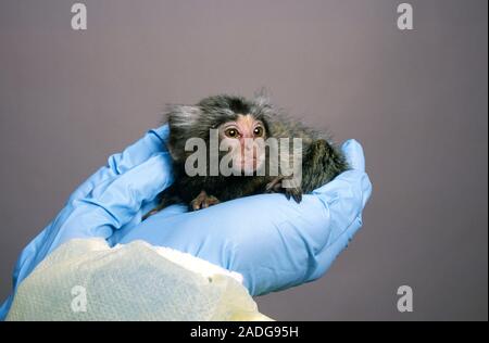 Primate Research Animal Bebe Singe Ouistiti Callithrix Sp Tenue A La Main Gantee D Un Chercheur Qui A Ete Eleve En Captivite Ce Singe Peut Photo Stock Alamy