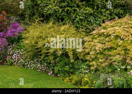 Acer palmatum 'Dissectum' et Lonicera ligustrina 'Lemon Beauty' underplanted avec l'Erigeron karvinskianus Banque D'Images