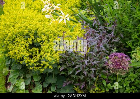 Combinaison plantation de verveine officinalis var. grandiflora 'Aviemore', Allium cristophii et Alchemilla mollis Banque D'Images