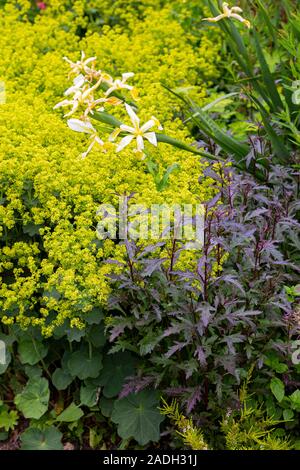 Combinaison plantation de verveine officinalis var. grandiflora 'Aviemore' et Alchemilla mollis Banque D'Images